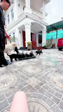 Cíu cíu tuiiii sen ơi bà già bà tha tuo 😂😂#chó_cưng #fyp #dog #cúnconđángyêu #chócỏ #xuhuong 