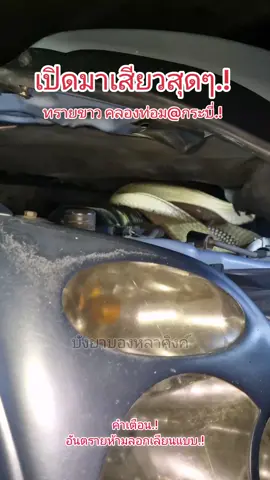 #เทรนด์วันนี้ #งูจงอาง #คลิปเต็มไปลุ้นที่บ้านแดง #snake #reptiles #animals #wildlife #kingcobra #