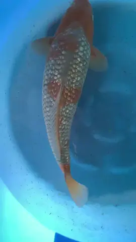 Tét nách #xuhuong #trend #koipond #xuhuongtiktok #koi #cákoi #koifish #koidep #koinhat #koijapan 