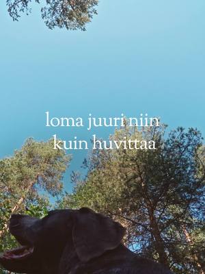 Tuo paras ystäväsi Leville – tutustu lemmikkiystävällisiin huoneisiimme.