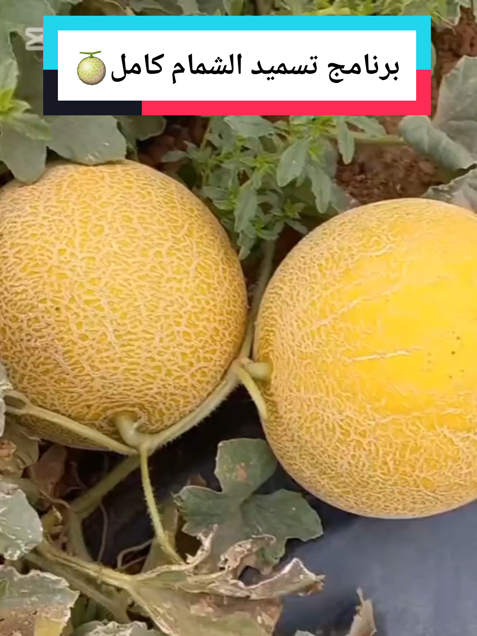 أفضل برنامج تسميد للشمام كامل من اول يوم حتا النهايا للحصول على إنتاجية عالية #عالم الزراعة مصطفى  طريقة زراعة الشمام تسميد الشمام زراعة البطيخ الأصفر طريقت تسميد الخيار السمدة للخيار  طريقة صمد الخيار زريعه الخيار درجا ازي اسمد الخيار طريقة تسميد البيذنجان طريقة تسميد الفلفل طريقة تسميد البندوره طريقة زراعة امراض البندوره امراض الخيار امراض البيذنجان امراض الفلفل أسباب تصاقط ازهار #عالم الزراعة #الزراعة السهلا #اسرار الزراعة #الزراعة_البندورة #زراعة الخيار #طريقة زراعة البندوره #طريقة زراعة الخيار #طريقة زراعة الفلفل #طريقة زراعة البيذنجان #الزراعة المنزلية #زراعة الشمام #طريقة زراعة الشمام #زراعة البطيخ الأصفر 