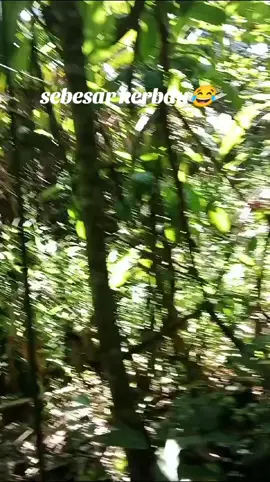 #babi sebesar anak kerbau😂 #porbi_sumbar #fypシ゚viral 