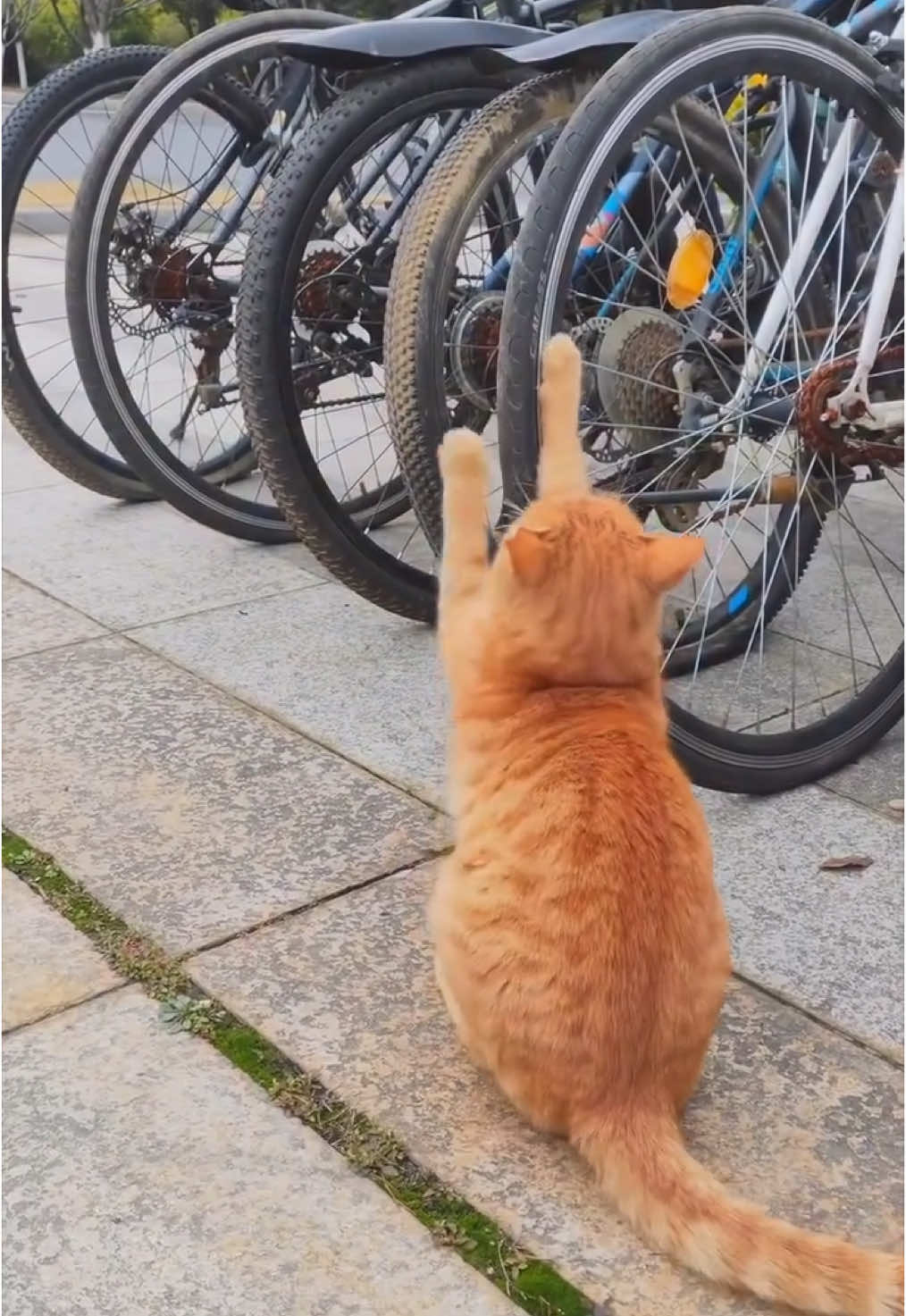 🫠🫠🫠😅 #cycling #velo #bikes #catsoftiktok #catfunny #animalfunny #tires #punctures 