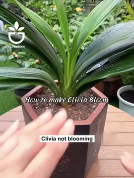 How to make Clivia Bloom #garden #gardening #gardentips #gardencare #gardentool #viral #foryou #useful #clivia