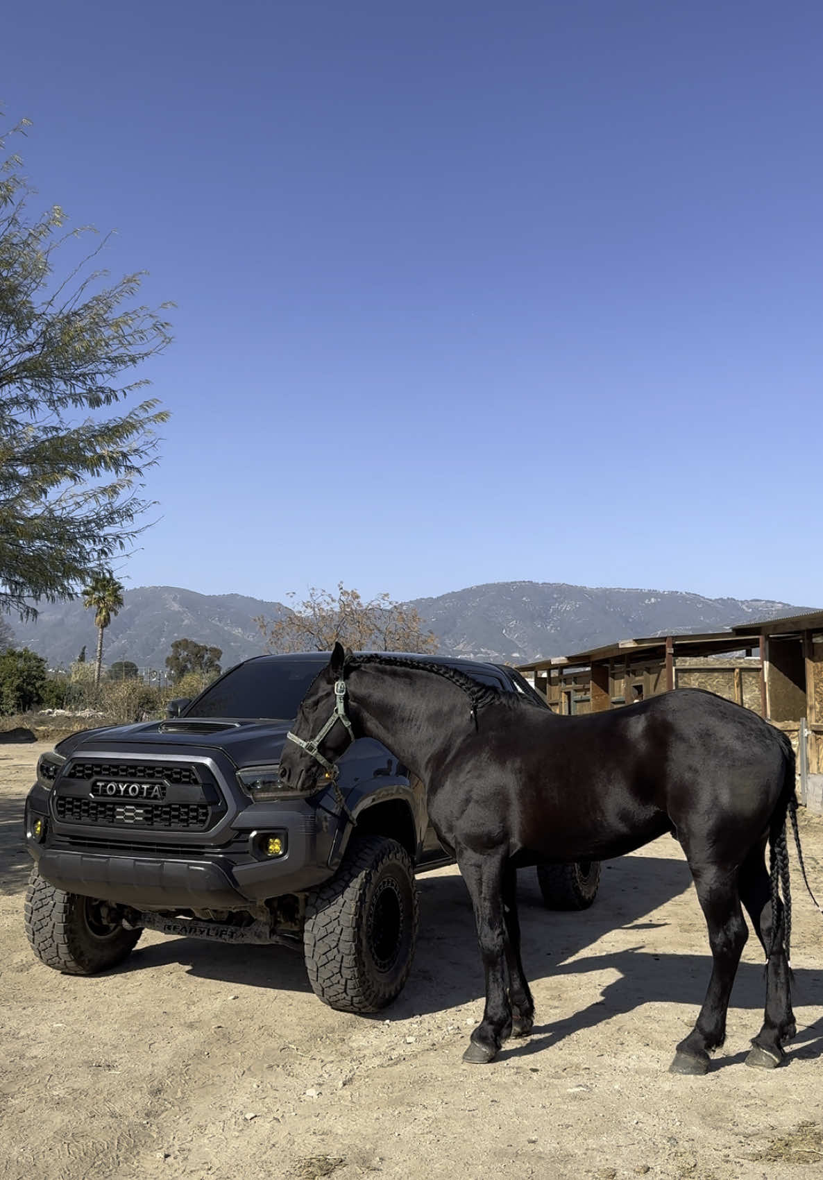 La vida de rancho🤠✌🏻 #lostoysdecalifornia #tacomas #tacomasinplacas #tacomascalifornia #caballosfinos #enelrancho 