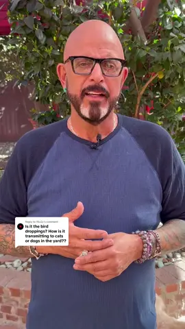 Replying to @f8a2z 🚨 Is bird flu a real threat to cats? 🚨 My latest video is up, and you don’t want to miss this important conversation with Dr. Julie Levy from the University of Florida. We break down the latest on H5N1, how it’s spreading to cats, symptoms to watch for, and critical safety tips- including food precautions every cat guardian needs to know. Whether your cat is indoor or you care for community cats, this info is must-know! Check it out on my YT channel! #BirdFlu #H5N1 #CatHealth #AvianInfluenza #Cats 