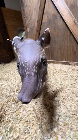 Who “nose” what today has in store for us #❤️#💕 #❤️❤️ #💕💕 #❤️❤️❤️ #Love #happiness #peace  #wandasweezoo #cute #babyanimal #tapir #loveanimals #lovemylife #funnyvideos #funnyanimals 