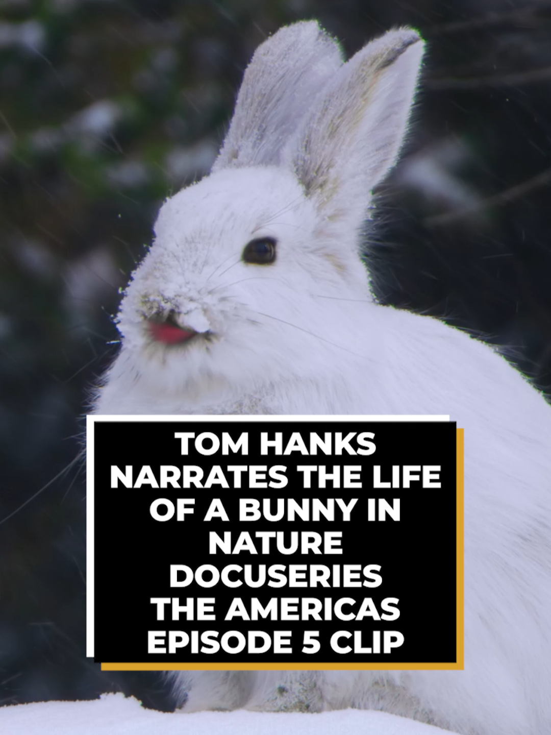 Exclusive: ScreenRant has a clip from NBC’s The Americas Episode 5, in which Tom Hanks narrates the life of a bunny surviving a cold winter. The Americas episode 5 will air this Sunday, March 9, with new episodes releasing every Sunday. #theamericas #tomhanks #bunny #nature 