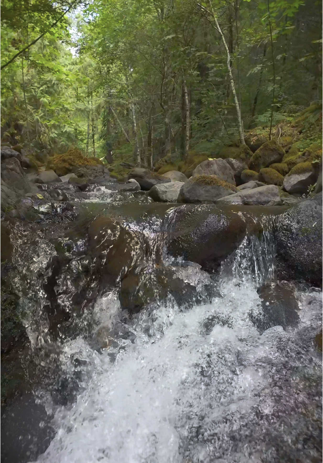 Rising up over a gorgeous little creek, winding through the lush forest, where moss-covered rocks and vibrant greenery create a scene of pure tranquility 😍 #nature #Outdoors #cinematic #calm #creek 