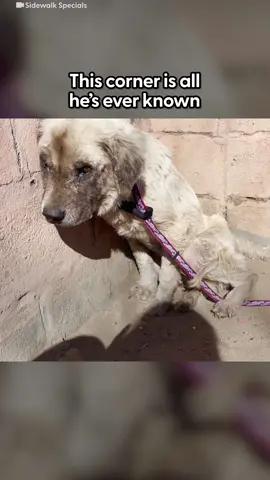 Senior Dog Who Slept Outside For Three Years Gets Rescue #dog #dogsoftiktok #animals 