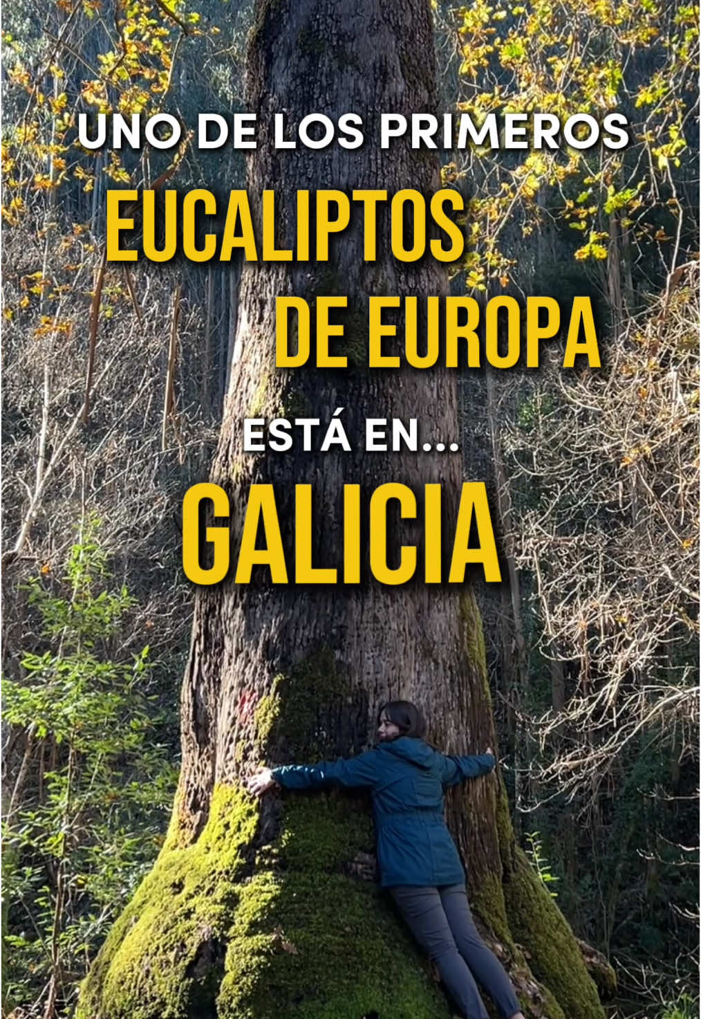 Maravillas de Galicia 💚 Descubre el Souto Da Retorta, un rincón mágico en Viveiro, Lugo, donde crecen algunos de los eucaliptos más altos y antiguos de España.  Si te gusta la naturaleza y los bosques con encanto este lugar te sorprenderá 😍  🔐Guárdalo para tu próximo viaje a Galicia!  #soutodaretorta #viveiro #galiciaturismo #galiciacalidade #viajarporespaña #turismorural #lugaresincreibles 