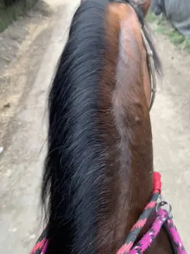 #caballos 🐴