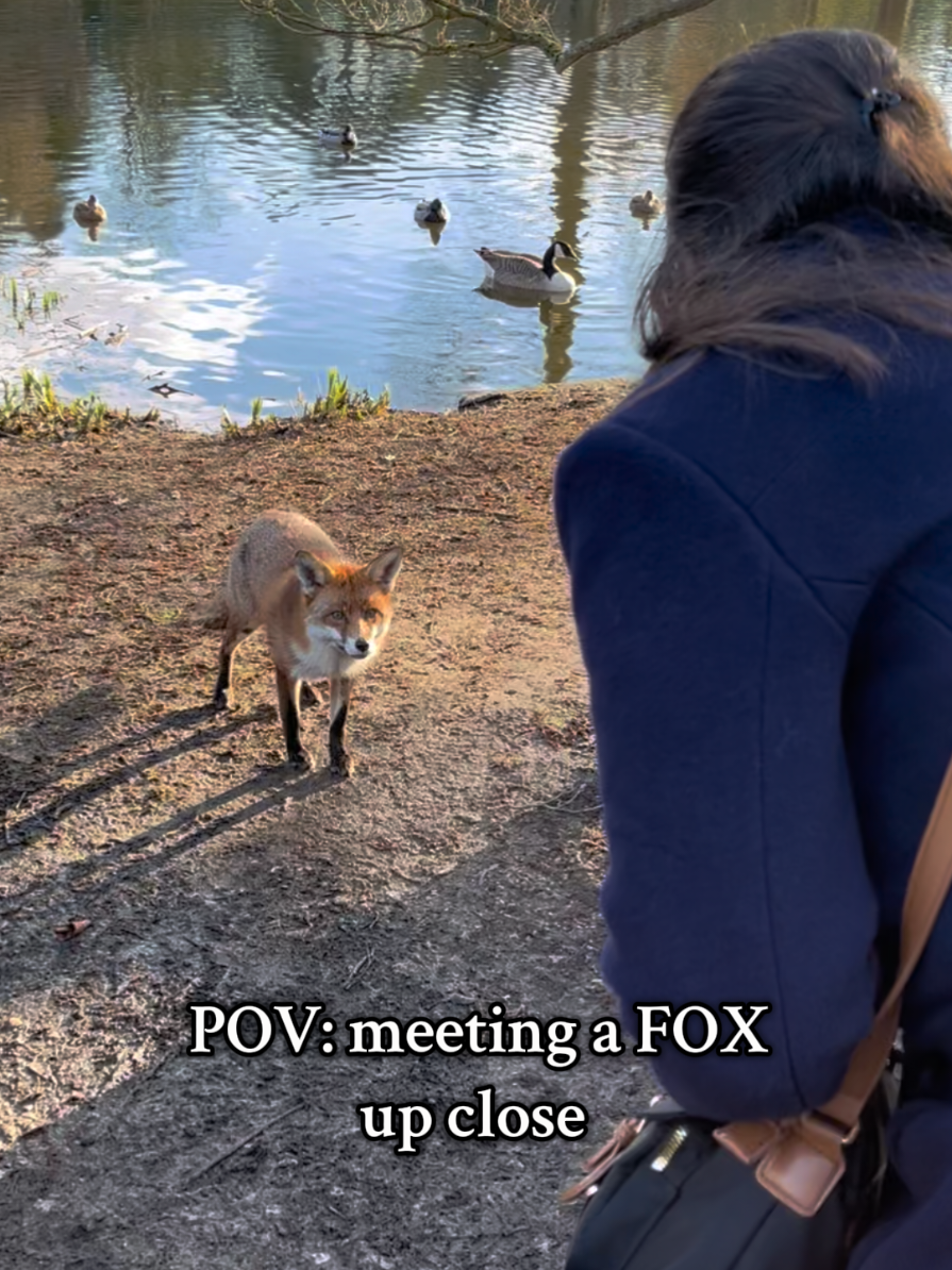 Have you ever been so close to a fox? 🦊 #garden #animal #fox #nature #pretty #London #travel #travelling 