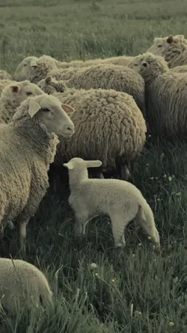 Domba (Ovis aries) adalah hewan ternak yang termasuk dalam keluarga Bovidae dan subfamili Caprinae. Domba merupakan hewan ruminansia yang memiliki bulu tebal dan sering dipelihara untuk diambil daging (disebut domba pedaging), susu, dan bulunya (wol). Ciri-ciri Domba Memiliki tubuh yang lebih kecil dibanding sapi dan kerbau Bulu tebal, bisa berupa wol atau rambut kasar Tanduk melingkar ke belakang (pada beberapa jenis jantan) Berkembang biak dengan cara melahirkan Hewan ruminansia (memiliki empat bagian lambung untuk mencerna makanan) Habitat dan Persebaran Domba berasal dari daerah pegunungan Asia Barat dan kini telah menyebar ke seluruh dunia. Mereka dapat hidup di berbagai lingkungan, dari padang rumput hingga daerah berbukit. Jenis-jenis Domba Beberapa jenis domba yang populer antara lain: Domba Merino (penghasil wol berkualitas tinggi) Domba Texel (domba pedaging dari Belanda) Domba Garut (domba khas Indonesia, sering digunakan dalam adu ketangkasan) Domba Suffolk (domba pedaging yang terkenal dari Inggris) Manfaat Domba Daging: Sumber protein hewani seperti kambing Susu: Beberapa jenis domba menghasilkan susu yang digunakan untuk keju Wol: Industri tekstil memanfaatkan wol dari domba seperti Merino Kulit: Bisa diolah menjadi bahan pakaian dan sepatu Domba adalah hewan yang sangat bermanfaat dalam kehidupan manusia dan telah dipelihara selama ribuan tahun. #animals #hewan #domba 