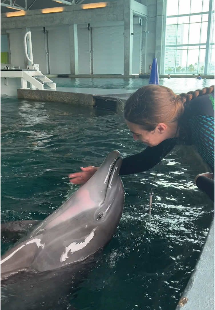 Happy Dolphin Awareness Month! 🐬 In honor of this special month, we're diving into the unique personalities of each of our rescued resident dolphins with our animal care team. This week, we're shining the spotlight on Nicholas, a very athletic, playful and creative male bottlenose dolphin.   Visit us at CMA to celebrate and connect with these amazing animals!