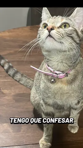 #mycat 🫶🏼