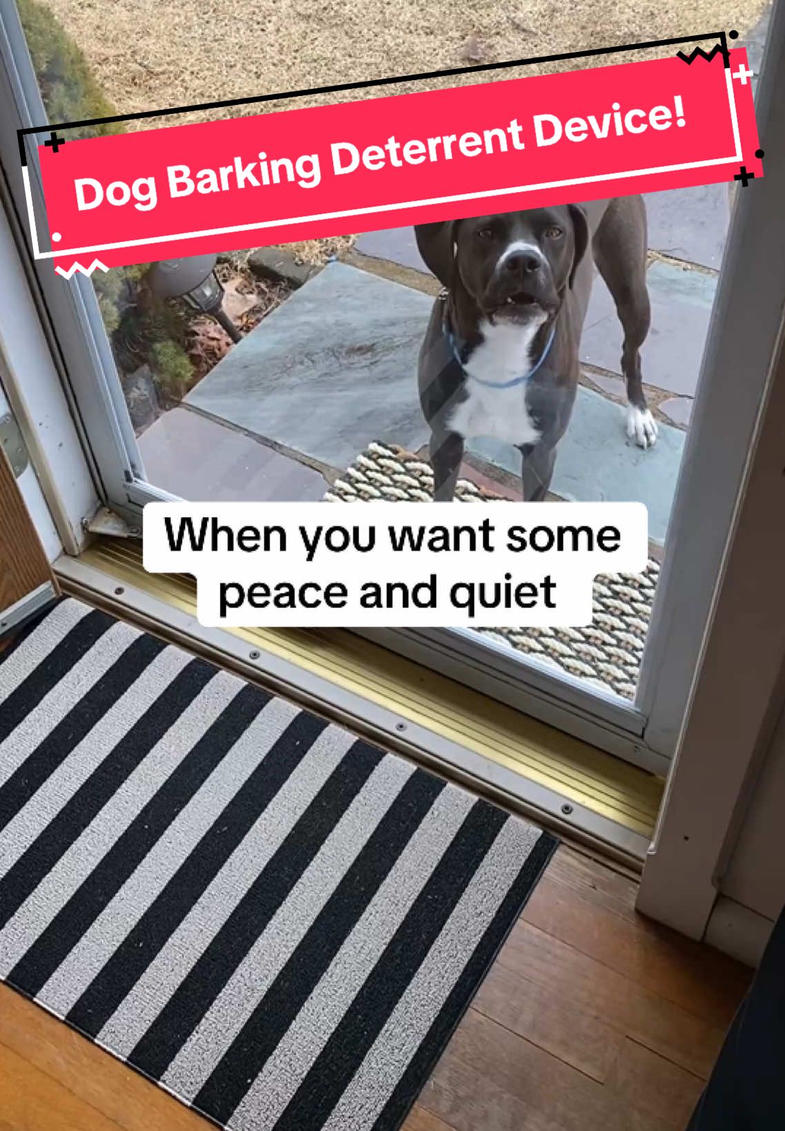 I was getting a headache from all the noise so I got one of these bark deterrent tools which doesn’t harm the dog and works like a charm!! #barking #dogbarking #puppy #dogs #tiktokshop #fyp 