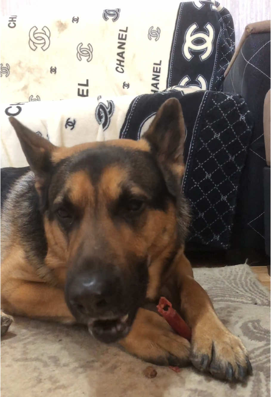 Арчи вкусненько хрустит 😂 ##Арчи##немецкаяовчарка##овчарка##собака##вкусно##вкусняшка##рекомендации##врек##реки##тренд##dog##funnydog##funnyvideo##germanshepherd