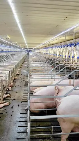 Một trang trại heo nái sạch sẽ, gọn gàng và rất thoải mái.#channuoi #swine
