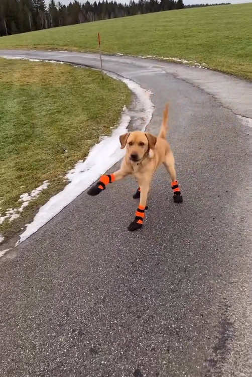 Dog putting on shoes for the first time#dog #funny #dogsoftiktok #puppy 