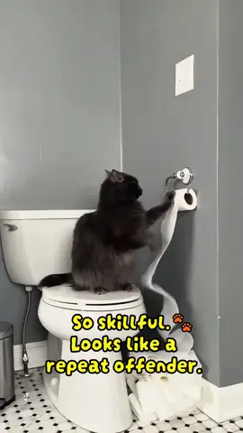 No time to explain!Cat need toilet paper! 🧻🧻😻#cat #cats #catlover #usa🇺🇸 #funny #cute #funnycat #fyp #catsoftiktok #funnyvideos 