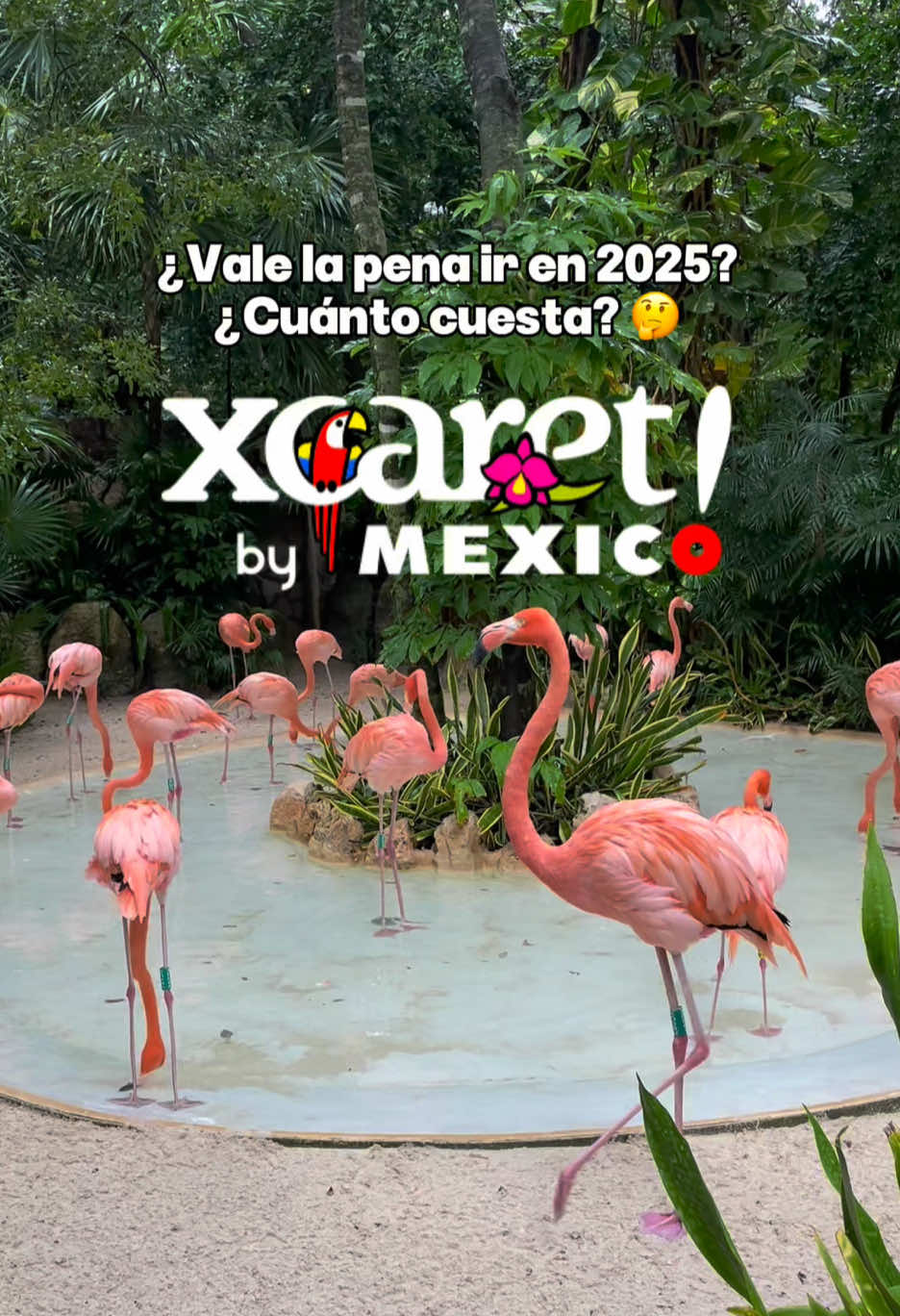 ¿Cómo es ir a @Xcaret en 2025? 🪼🦩 #viajes #quintanaroo #cdmx #xcaret #mexico🇲🇽 #cancun #travel #dondeir #traveltiktok #bilogy #naturaleza #animal 