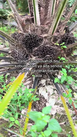 Emang ada yang mau sama petani sawit 😂🙂‍↕️ #sawitkalimantan #sawitriau #sawitsumatra #sawitjambi #sawitontiktok #sawit #storysawit #petanisawit #petanisukses 