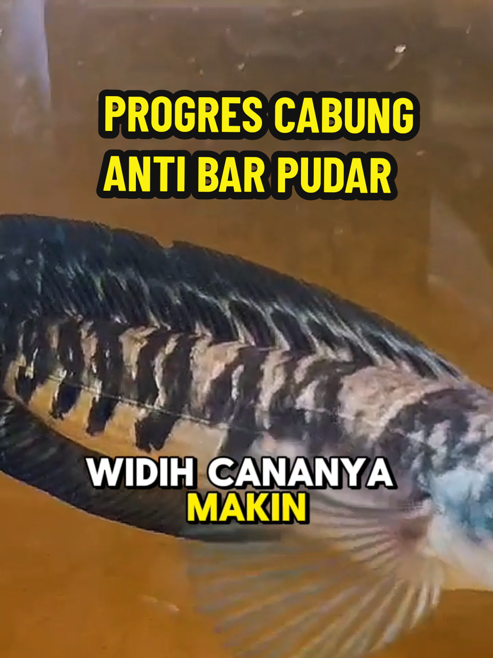 Progres cabung anti bar pudar #maru #maggot #superblack #spesialramadhan 