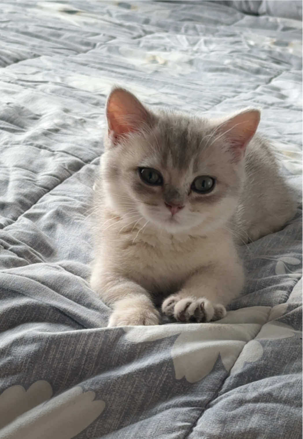 โตมาพี่จะจะส่งหนูไปเรียนหมอนวดน้า #cat 
