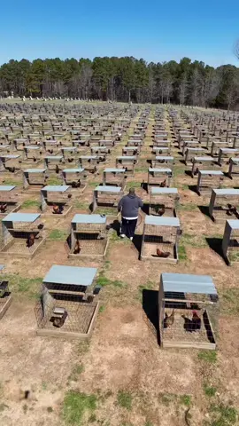 Game Farm 😵#xhtiktok #gàmỹ #gamynhap #gamynhap🇺🇸🇻🇳💵 #gànhập #gàmỹ 