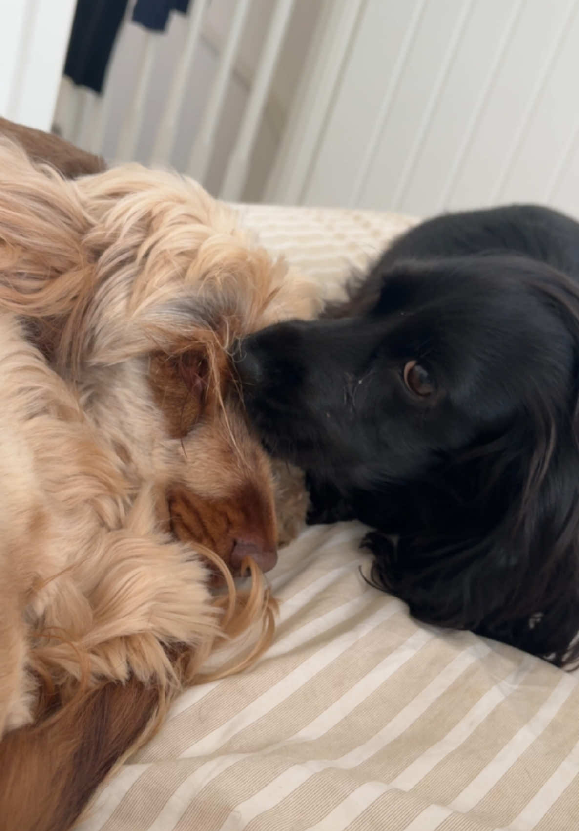 The pause before continuing😭 #showcockerspaniel #dogtok #blackcockerspaniel #goldencockerspaniel 