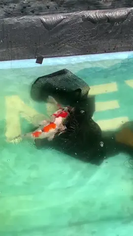 semangat breeder muda indonesia 😎 #ikankoi #koishow #nishikigoi #petanikoi #koilovers #koilokal #penghobikoi #breedingkoi #koiimport #konteskoi #kolamkoi 