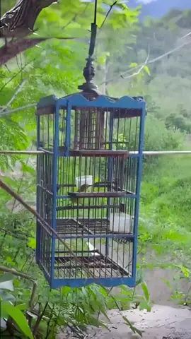 Pikat kecial kuning | pleci Lombok #burung #pleci #kecialkuning #keciallombok 