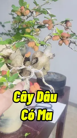 Cách Trị Ma Trên Cây Dâu #cachtrima #dietma #phongthuycaytrong #caycanh #trongcaylamvuon #lamvuon 