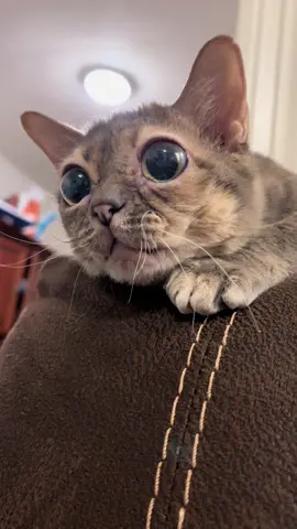 Very cool Gumbus! 🥰 #fyp #foryoupage #Gumbus #rescuecat #rescuekitten #catsoftiktok #kittensoftiktok  