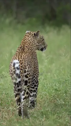Leopards 🐆 life. #animals #animals #wildlife #leopard 