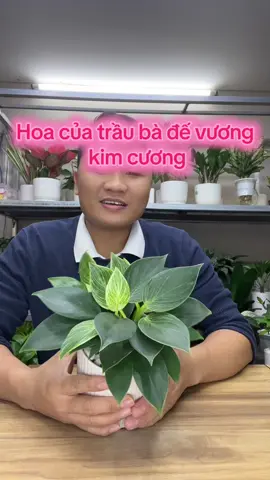Cây trầu bà đế vương là loài cây có hoa ạ.Hoa của cây đế vương kim cương nhỏ, thường có màu trắng hoặc xanh nhạt và xuất hiện ở những cụm hoa dạng cánh vây, nhưng chúng không được chú ý nhiều vì hoa của cây này không có vẻ đẹp nổi bật như các loại hoa khác. Do vậy, đối với cây đế vương kim cương trồng trong nhà, việc nó ra hoa là khá hiếm và không phải là đặc điểm chính của cây.##LIVEhighlights##TikTokLIVE##LIVE##nguyengiao1705##nguyengiao911