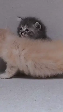 makin gede makin cakep#catlovers #cat #fyp #fypシ #fypシ゚viral #lamongan24jam #lamongan #lamonganpopuler 