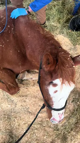 Yesterday our vet came to check on all of the newest rescues. They all have pretty bad snotty noses and coughs, but Virgil (the senior chestnut gelding) and Doc (the grulla gelding) were by far the worst. Doc needs to be nebulized and Virgil is getting loads of care.  Please keep Virgil in your thoughts and prayers. We worry he may be in the early stages of organ failure, but are hopeful he can pull through. 🙏🏼 ❤️‍🩹