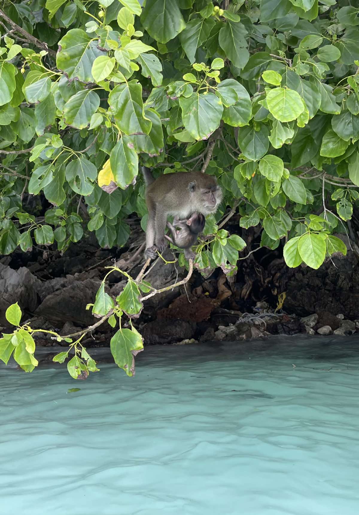 they were here first, let’s protect their world 💚 #nature #earth #animals #paradise #animalworld #planet #naturelover 
