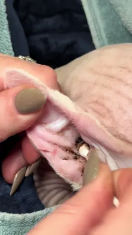 The big pops!!! #sphynx #sphynxcat #sphynxoftiktok #sphynxgrooming #grooming #pimplepopping #pimplepopper #extractionsatisfaciton #fyp #fypシ 