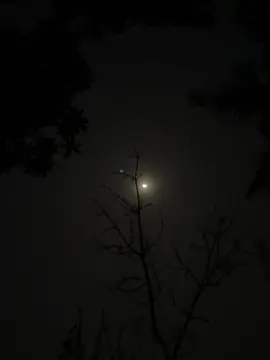 একটা ক্যাপশন লিখে যান,, 🖤🌸🦋 #foryou #foryoupage #edit #cinematic #videography #viral @TikTok @TikTok Bangladesh 