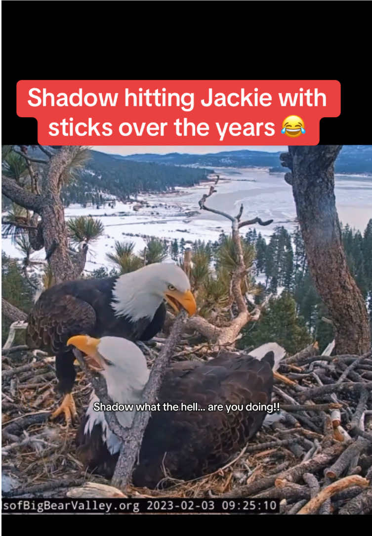 His favorite hobby 😅 #fyp #foryoupage #jackieandshadow #shadowandjackie #bigbearlake #bigbearcalifornia #california #eagles #sticks #funnyvideo 