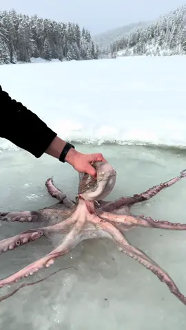 Ahtapot Nasıl Pişirilir #octopus #cooking #outdoorcooking #asmrvideo #winter 