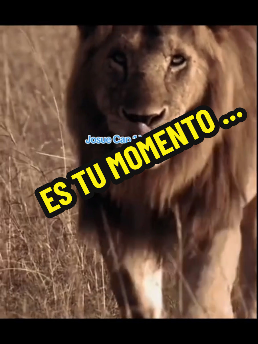 Josué 1:5-6 Reina-Valera 1960 5 Nadie te podrá hacer frente en todos los días de tu vida; como estuve con Moisés, estaré contigo; no te dejaré, ni te desampararé. 6 Esfuérzate y sé valiente; porque tú repartirás a este pueblo por heredad la tierra de la cual juré a sus padres que la daría a ellos. #oracion #Dios #motivation #testimonio #palabradedios 