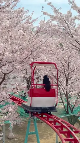 Riding the red train through a sea of cherry blossoms 🌸🚂. Time to book a spring trip to Korea now! 🇰🇷✨  📍Gaya land, Korea  📸@bomdooong.pic #travel #cherry #korea #cherryblossom #fyp #spring 