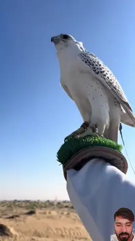 King of Falcon caught a pigeon🦅💪💪🔥😱 #VoiceEffects  #dog  #_love_you_all❤️  #youtubeshorts  #_viral_video  #comedia  #answer 