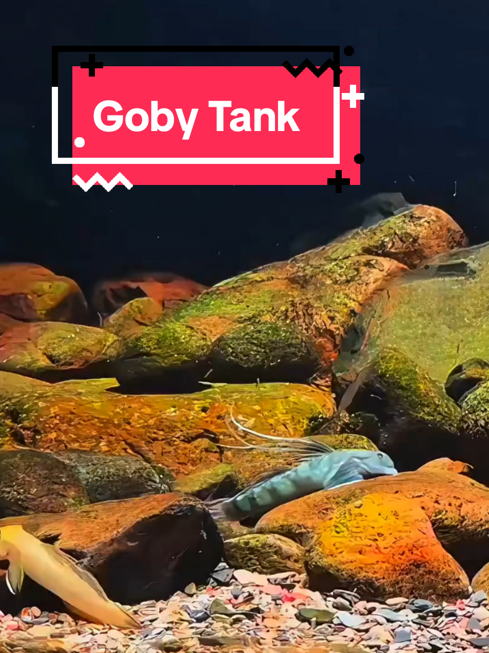 Plenty of life in the Gobies aquarium 🐟🐟🐟 By 喜欢玩原生鱼的小公举 (China) Freshwater Goby Care Aquarium Goby Species Freshwater Goby Tankmates Goby Fish Diet Freshwater Goby Breeding #freshwateraquarium #aquariums  #goby #freshwaterfish  #freshwatergobies #river #rivertank #streamtank  #aquarium #aquariumhobby  #aquaticlife #aquariumcare  #natureaquarium #naturestyle 