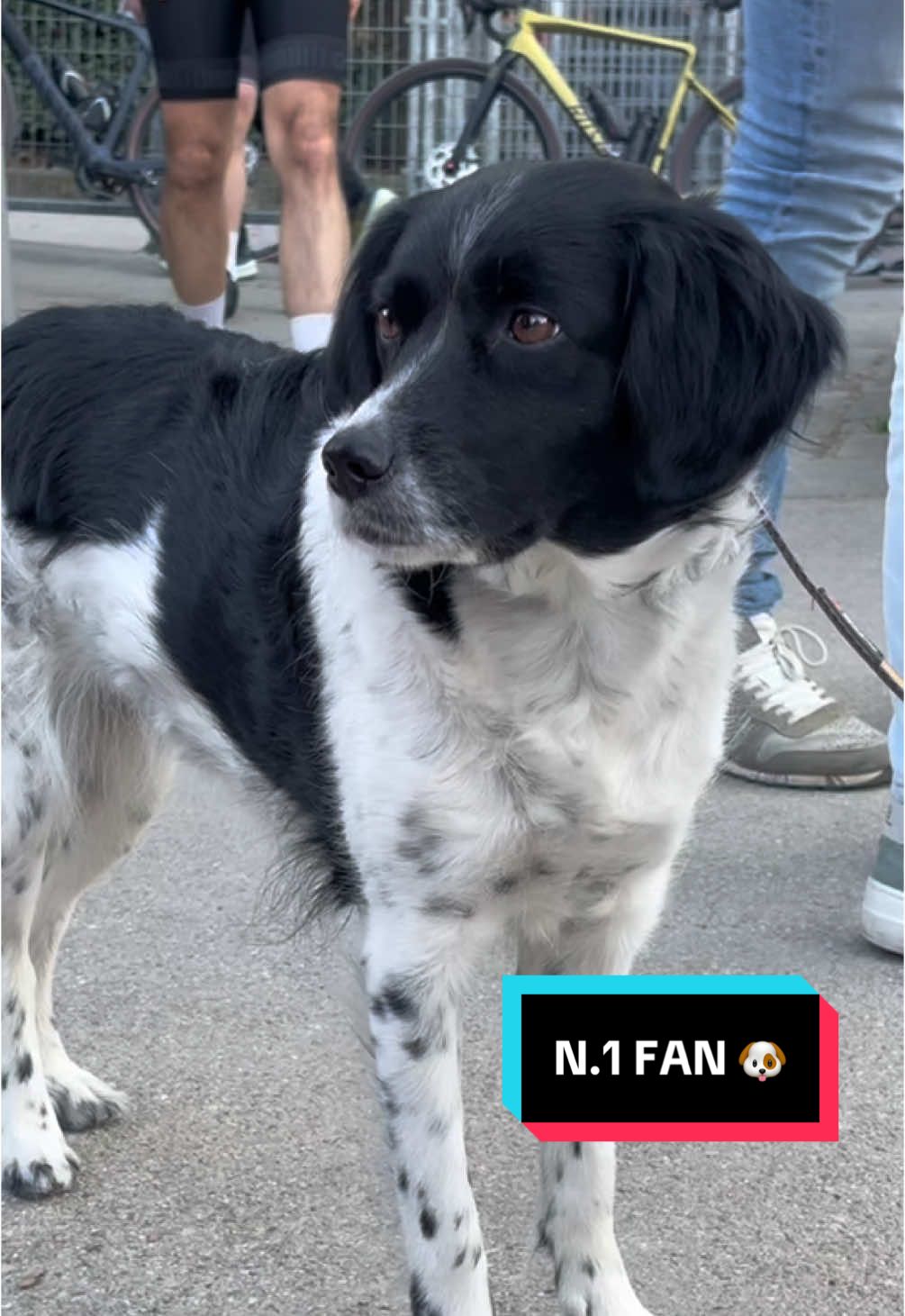 We love you Demi Vollering, but your dog is the real star of the show today 🐶🥹🫶 #StradeBianche #demivollering 