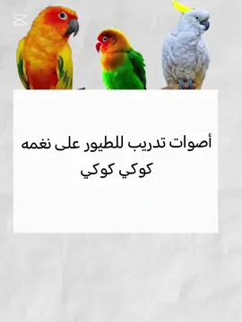 #عصافير #ببغاوات #طيور 
